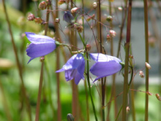 Campanula rotundifolia Grasklokje bestellen